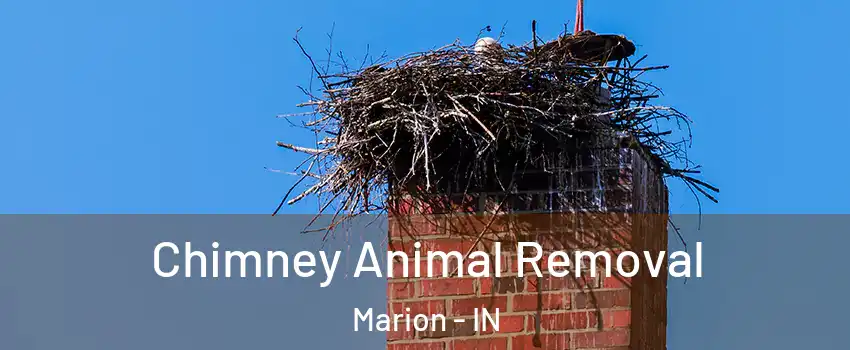 Chimney Animal Removal Marion - IN