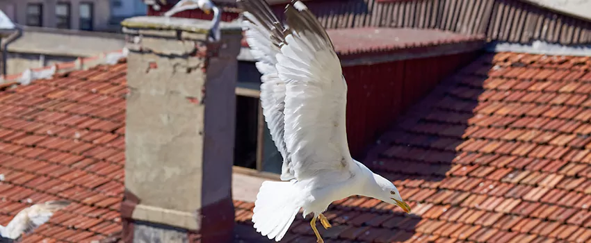 Residential Chimney Animal Removal Solution in Marion, IN
